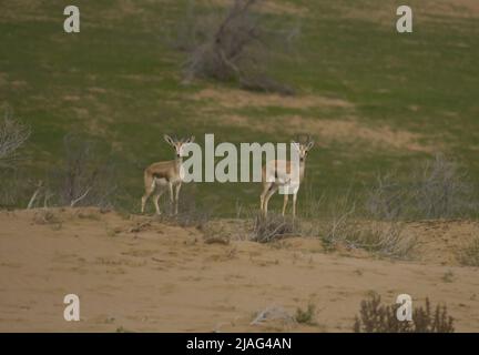 La gazzella o il rhim (Gazella leptoceros), anche conosciuta come la gazzella con corna sottile, la gazzella di sabbia africana o la gazzella di Loder, Foto Stock