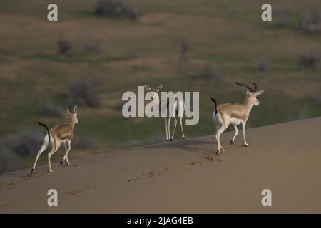 La gazzella o il rhim (Gazella leptoceros), anche conosciuta come la gazzella con corna sottile, la gazzella di sabbia africana o la gazzella di Loder, Foto Stock