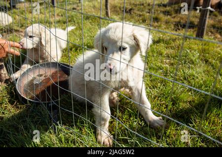 Piccolo carino bianco Abruzzo Maremma cucciolo di cane da pastore dietro una recinzione a rete metallica. Pastore abruzzese doggie. Foto Stock