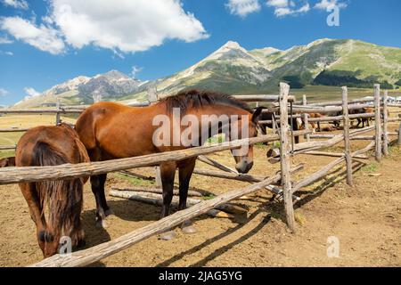 Cavalli in un recinto di legno in un luogo selvaggio su un altopiano in montagna. Recinzione di cavalli in campo Imperatore, Abruzzo, Italia Foto Stock