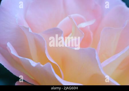 Sfocato pastello pallido tenue sfondo color pesca, naturale sfocato Abstract Rosa sfondo. Macro Vista ravvicinata su un delicato petalo di rosa come sfondo Foto Stock