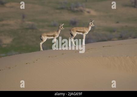 La gazzella o il rhim (Gazella leptoceros), anche conosciuta come la gazzella con corna sottile, la gazzella di sabbia africana o la gazzella di Loder, Foto Stock