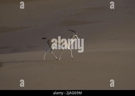 La gazzella o il rhim (Gazella leptoceros), anche conosciuta come la gazzella con corna sottile, la gazzella di sabbia africana o la gazzella di Loder, Foto Stock