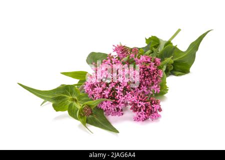 Red valeriana fiori isolati su sfondo bianco Foto Stock