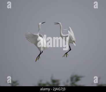 Le egrette sono aironi che hanno piumaggio bianco o di buff, sviluppando i plumes fini (solitamente bianco lattiginoso) durante la stagione di riproduzione. Foto Stock