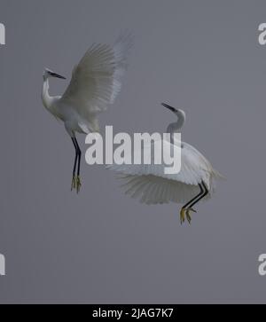 Le egrette sono aironi che hanno piumaggio bianco o di buff, sviluppando i plumes fini (solitamente bianco lattiginoso) durante la stagione di riproduzione. Foto Stock