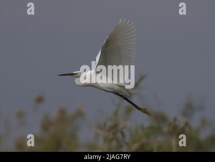 Le egrette sono aironi che hanno piumaggio bianco o di buff, sviluppando i plumes fini (solitamente bianco lattiginoso) durante la stagione di riproduzione. Foto Stock