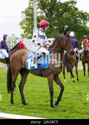 Jockey ben Curtis su Shandy Star all'ippodromo di York. Foto Stock