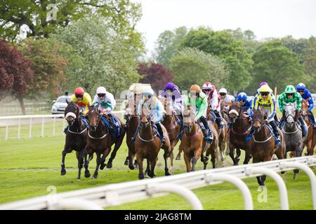 Cavalli che galoppano lontano dalla partenza all'ippodromo di York. Foto Stock