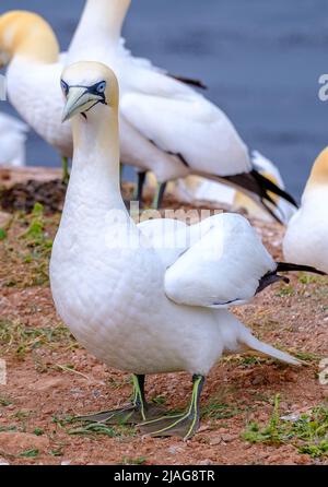 Sule sull isola di Helgoland Foto Stock