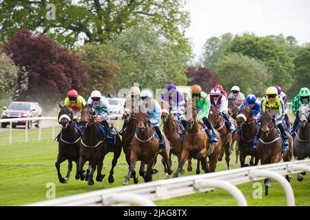 Cavalli che galoppano lontano dalla partenza all'ippodromo di York. Foto Stock
