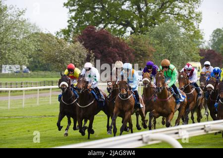 Cavalli che galoppano lontano dalla partenza all'ippodromo di York. Foto Stock