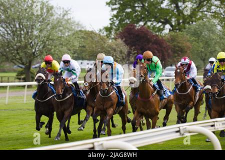 Cavalli che galoppano lontano dalla partenza all'ippodromo di York. Foto Stock