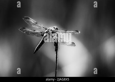 dragonfly ancora seduto in una cattura in bianco e nero Foto Stock