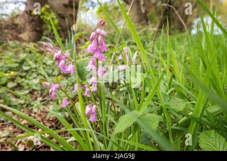 Primo piano di Bluebells rosa, Hyacinthoides hispanica, con belle campane rosa completo di foglie e steli in ambiente naturale e fioritura nel m Foto Stock