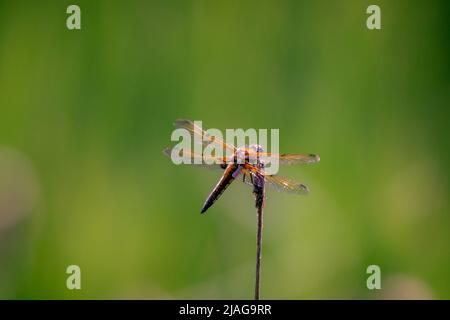 dragonfly seduta su sfondo verde Foto Stock
