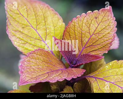 Coloratissimo fogliame della tenera perenne sempreverde, Solenostemon 'Caraway' Foto Stock