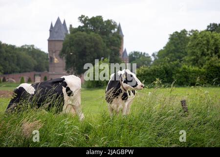 Mucche in un prato di fronte al castello Heeswijk, provincia Noord-Brabant nei Paesi Bassi Foto Stock