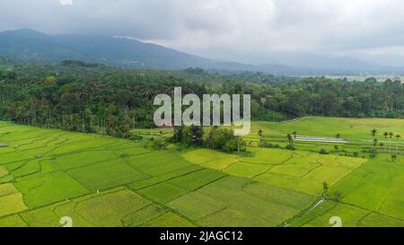 Vista aerea dei campi di riso, Aceh, Indonesia. Foto Stock