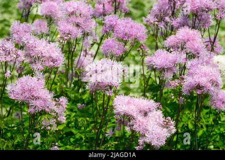 Rosa, Thalictrum aquilegifolium, Thalictrum 'Nimbus Pink', Fiori, Thalictrum, Giardino, Fiore, Grande prato Rue Foto Stock