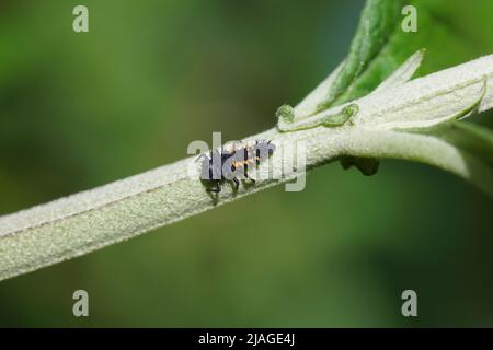 Primo piano larva di un ladybird harlequin (Harmonia axyridis). Su un gambo di lilla estiva (Buddleja davidii). Giardino olandese, primavera, maggio, Paesi Bassi Foto Stock