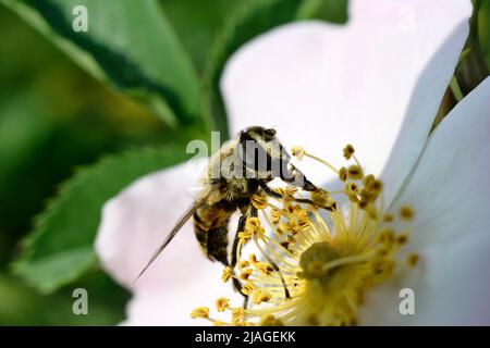 Insetto che alimenta in su all'interno della fioritura della rosa del cane Foto Stock