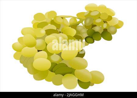 Ramo di uva verde su fondo bianco. Illustrazione Vettoriale