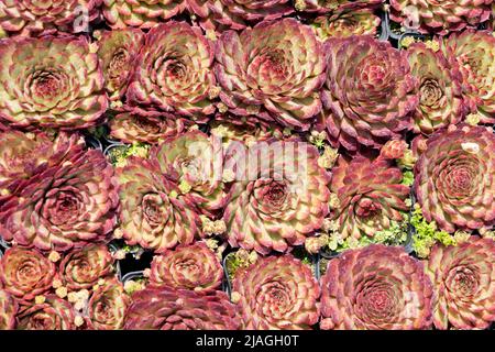 Galline e pulcini succulenti. Sempervivum 'Mantis' Foto Stock