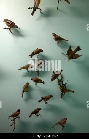 Iziko Sudafrica Musuem (Uccelli) in Company Gardens, Città del Capo - Sudafrica Foto Stock