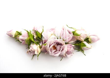Struttura da rose e petali su sfondo bianco. Disposizione piatta. Foto Stock