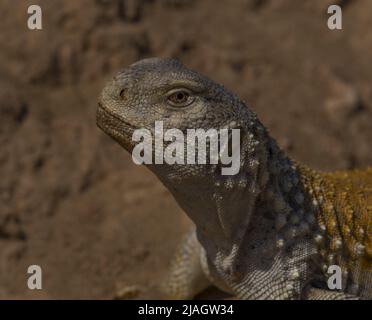 Saara loricata, la mascigura irachena o lucertola a coda di rondine irachena, è una specie di lucertola di agamide. Si trova in Iraq e in Iran. Foto Stock