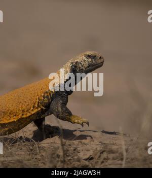 Saara loricata, la mascigura irachena o lucertola a coda di rondine irachena, è una specie di lucertola di agamide. Si trova in Iraq e in Iran. Foto Stock