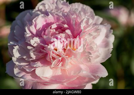 Peonie rosa bei petali fiori, fioritura di peonie rosa. Primo piano. Foto Stock