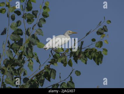 Le egrette sono aironi che hanno piumaggio bianco o di buff, sviluppando i plumes fini (solitamente bianco lattiginoso) durante la stagione di riproduzione. Foto Stock