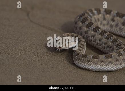 I cerastes di Cerastes, comunemente conosciuti come il viper cornato del Sahara o il viper cornato del deserto, è una specie venosa di viper. Foto Stock