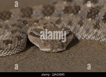 I cerastes di Cerastes, comunemente conosciuti come il viper cornato del Sahara o il viper cornato del deserto, è una specie venosa di viper. Foto Stock