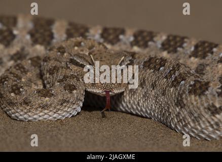 I cerastes di Cerastes, comunemente conosciuti come il viper cornato del Sahara o il viper cornato del deserto, è una specie venosa di viper. Foto Stock