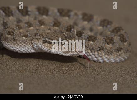 I cerastes di Cerastes, comunemente conosciuti come il viper cornato del Sahara o il viper cornato del deserto, è una specie venosa di viper. Foto Stock