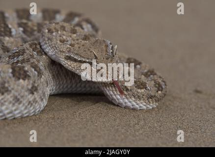 I cerastes di Cerastes, comunemente conosciuti come il viper cornato del Sahara o il viper cornato del deserto, è una specie venosa di viper. Foto Stock