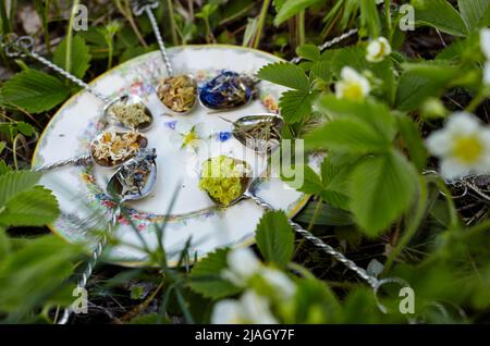 Raccolte erbe mediche su cucchiai sul piatto. Raccolta di erbe fresche verdi. Medicina alternativa di erbe. Raccolta di erbe medicinali. Messa a fuoco selettiva Foto Stock