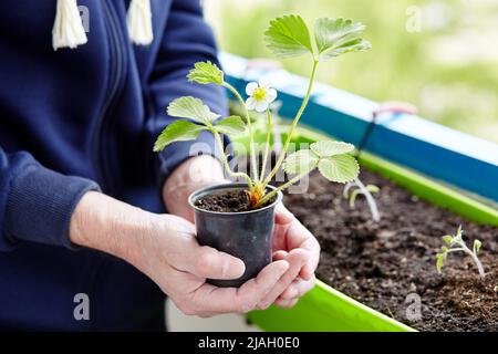 Il giardinaggio del vecchio uomo nella serra domestica. Le mani degli uomini che tengono la piantina di fragole nella pentola, fuoco selettivo. Piantando e giardinaggio in primavera Foto Stock