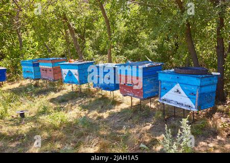 Casa Bee prova si trova in una fila di verde di alberi in giorno di sole. Indizi per api sono in una linea nel mezzo della foresta Foto Stock