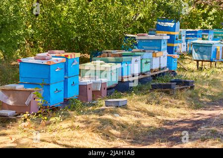 Casa Bee prova si trova in una fila di verde di alberi in giorno di sole. Indizi per api sono in una linea nel mezzo della foresta Foto Stock