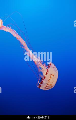 Meduse, gelatina di mare, nuoto da solo in acqua aperta al largo della costa della California Foto Stock