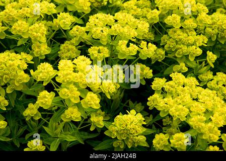 Euphorbia palustris Foto Stock