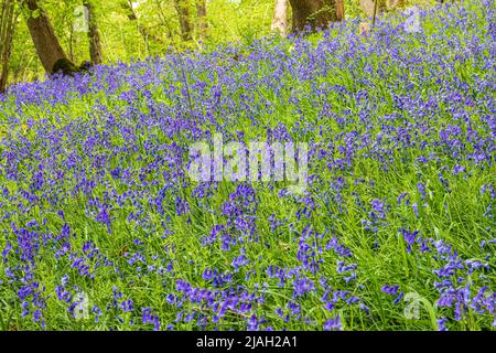 Bluebells fiorito in primavera sulla scarpa Cotswold a Queens Wood Lbelow Cleeve Cloud, Southam, Gloucestershire, Inghilterra Regno Unito Foto Stock