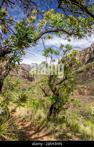 Due Protea comune, caffè Protea, che cresce per formare una porta su un piccolo sentiero escursionistico nelle montagne Drakensberg del Sud Africa Foto Stock