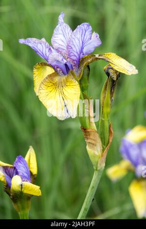 Iris sibirica 'so van Gogh' Iris 'so van Gogh', Yellow Blue, Flags, Siberian Iris, Hardy, fiore, Giardino Foto Stock