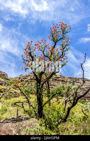 Si affaccia su un Natal Bottlebrush in piena fioritura sulle pendici dei Monti Drakensberg a Injesuthi, Sudafrica Foto Stock