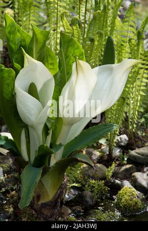 Lysichiton Americanus (cavolo skunk) Foto Stock